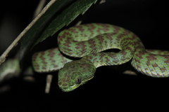 Kui Buri Pitviper photo 2