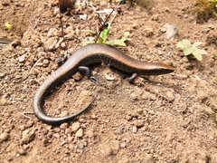 Chalcides coeruleopunctatus