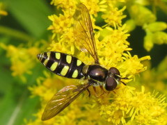 Epistrophella emarginata