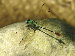 Erpetogomphus elaps