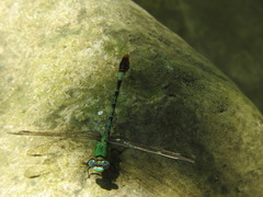 Erpetogomphus elaps