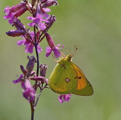 Colias myrmidone
