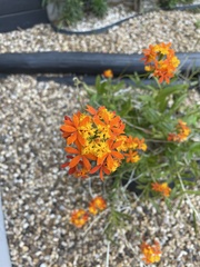 Epidendrum