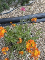 Epidendrum