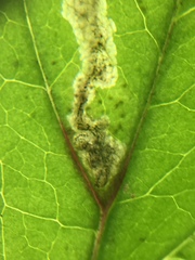 Liriomyza orilliensis