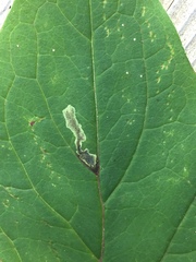 Liriomyza orilliensis