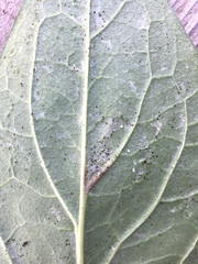 Liriomyza orilliensis