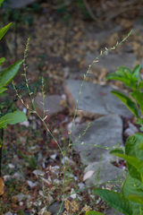 Polygonum aviculare