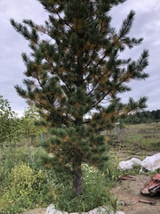 Lophodermium seditiosum