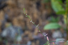 Polygonum aviculare