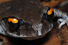 Smith's Litter Frog photo 1