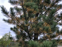 Lophodermium seditiosum