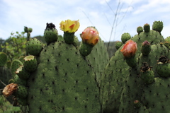 Opuntia hyptiacantha