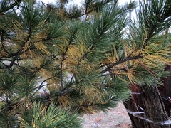 Lophodermium seditiosum