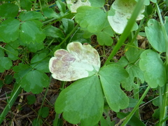 Phytomyza aquilegiae group