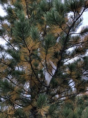 Lophodermium seditiosum