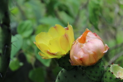 Opuntia hyptiacantha