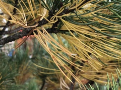 Lophodermium seditiosum