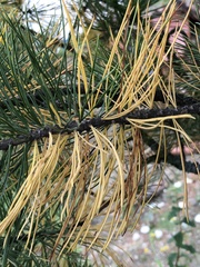 Lophodermium seditiosum