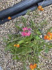 Epidendrum