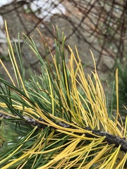 Lophodermium seditiosum