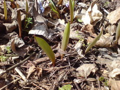 Tulipa sylvestris australis
