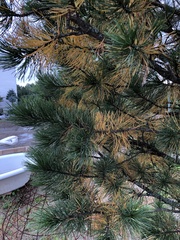 Lophodermium seditiosum