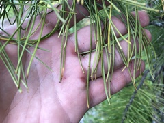 Lophodermium seditiosum