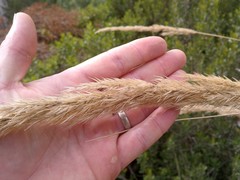 Capeochloa cincta cincta