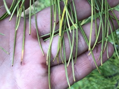 Lophodermium seditiosum