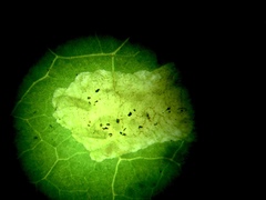 Liriomyza orilliensis