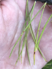 Lophodermium seditiosum