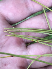 Lophodermium seditiosum