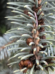 Physokermes hemicryphus