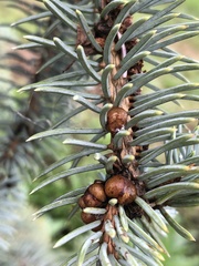 Physokermes hemicryphus