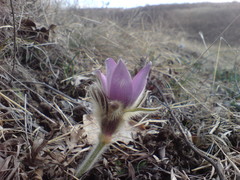 Pulsatilla grandis