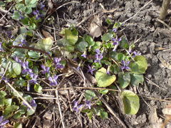 Viola suavis
