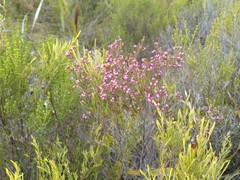 Erica gracilis
