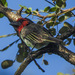Palebelly Blackcollar Barbet - Photo (c) brian fisher, some rights reserved (CC BY-NC), uploaded by brian fisher
