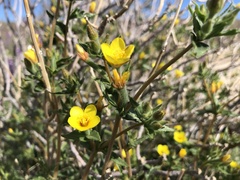 Mentzelia affinis