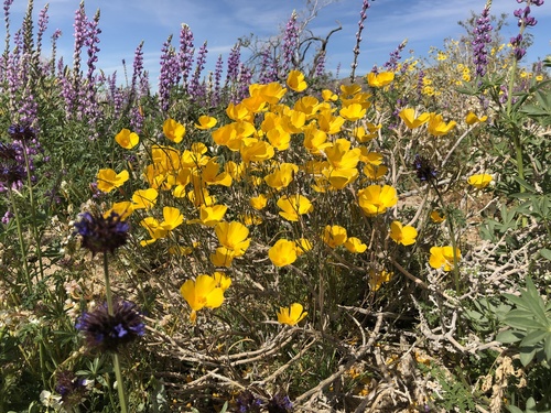 Eschscholzia androuxii (Eschscholzia androuxii)