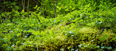 Parnassia glauca