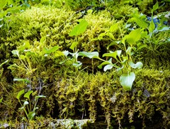 Parnassia glauca