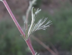 Artemisia taurica