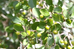 Vaccinium arboreum image