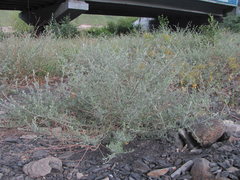 Artemisia taurica