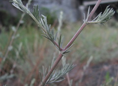 Artemisia taurica