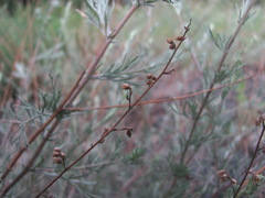 Artemisia taurica