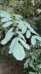 Robinia pseudoacacia