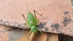 Ephippiger terrestris